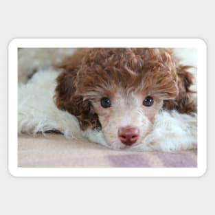 Toy Poodle Puppy Sticker